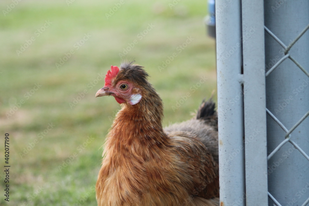 Naklejka premium Gallina