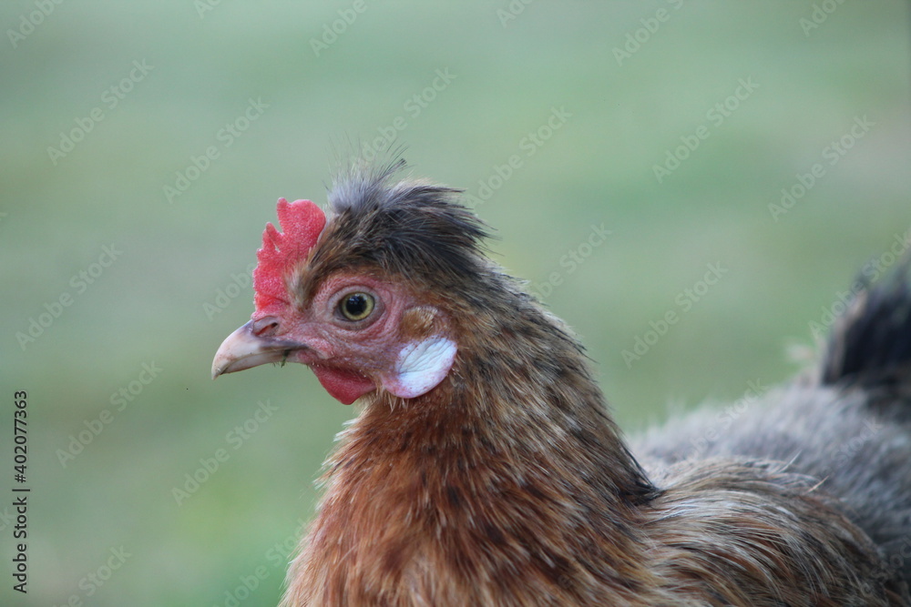 Naklejka premium Gallina