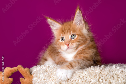 A nice red and white maine coon kitten.