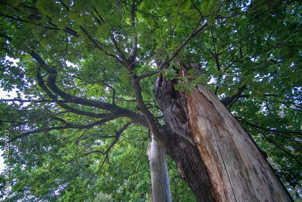 Fototapeta premium Beautiful tall two faced tree at amazing castle park charlottenburg in berlin germany