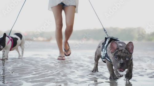Two French bulldogs are walking on the beach on Sunday morning