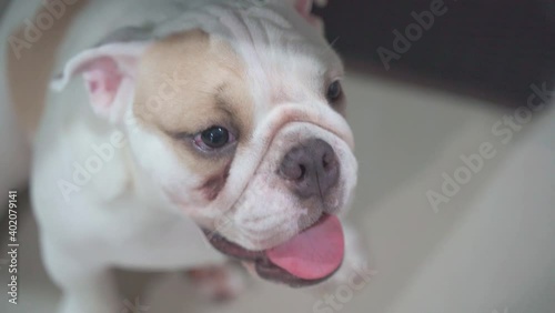 Adorable English bulldog puppy is sitting under desk and begging for dog snack. it has earnest and hopeful eyes