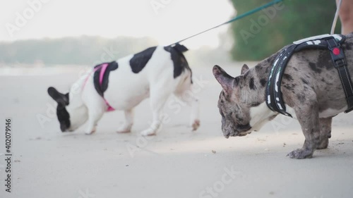 The young asian woman lead 2 puppy french bulldogs at the beach in sunny day in slow motion