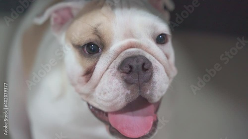 Adorable English bulldog puppy is sitting under desk and begging for dog snack. it has earnest and hopeful eyes