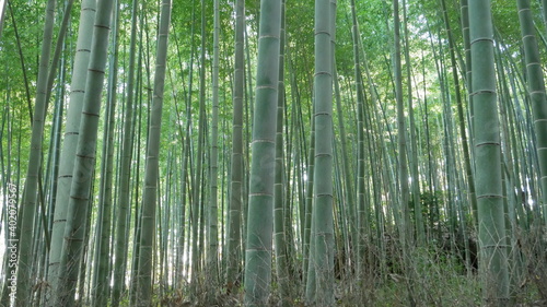 京都の秋の竹林その２