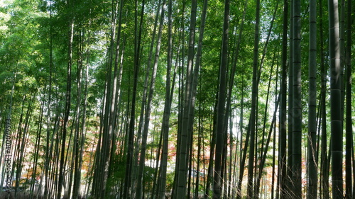 京都の秋の竹林その１