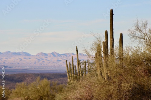 Desert saguaro in Arizona © Misty