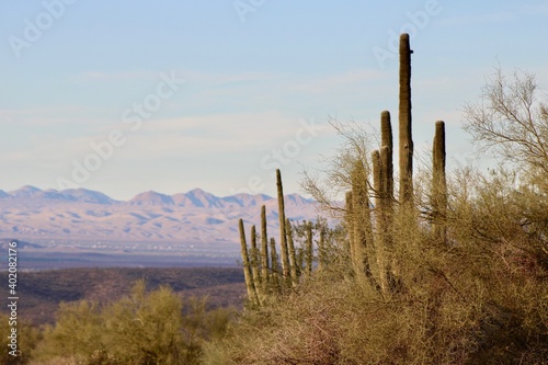 Desert saguaro in Arizona