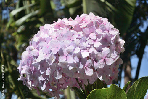 Hydrangea pink
