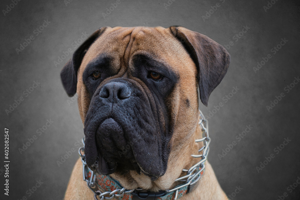 020-11-22 PORTRAIT SHOT OF A BULLMASTIFF WITH A GRAY BACKGROUND 
