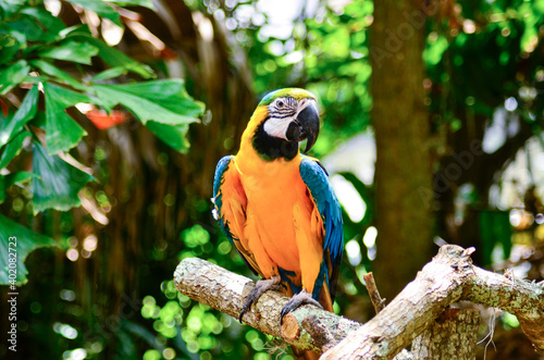 Blue and Yellow Macaw perching on a branch