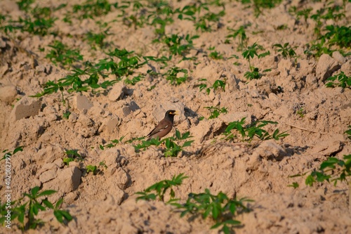 Birds on the ground