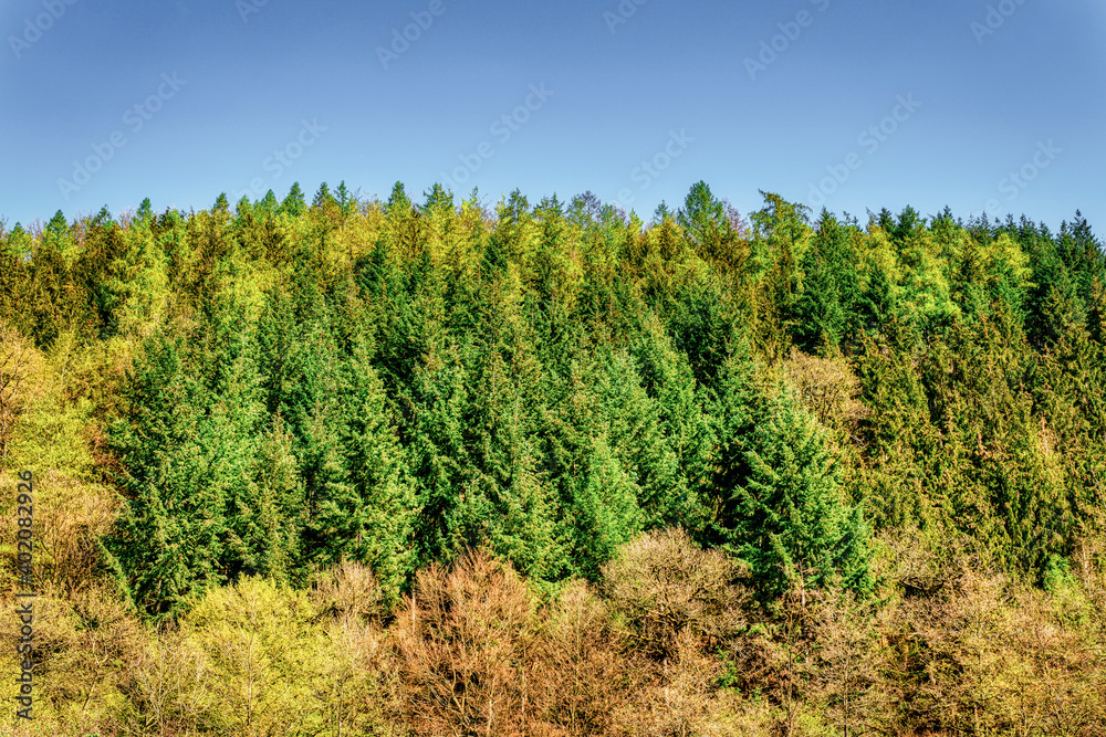 Naklejka premium Frühlingswald