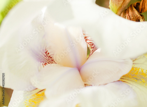 Beautiful garden iris Queen of Angels photo