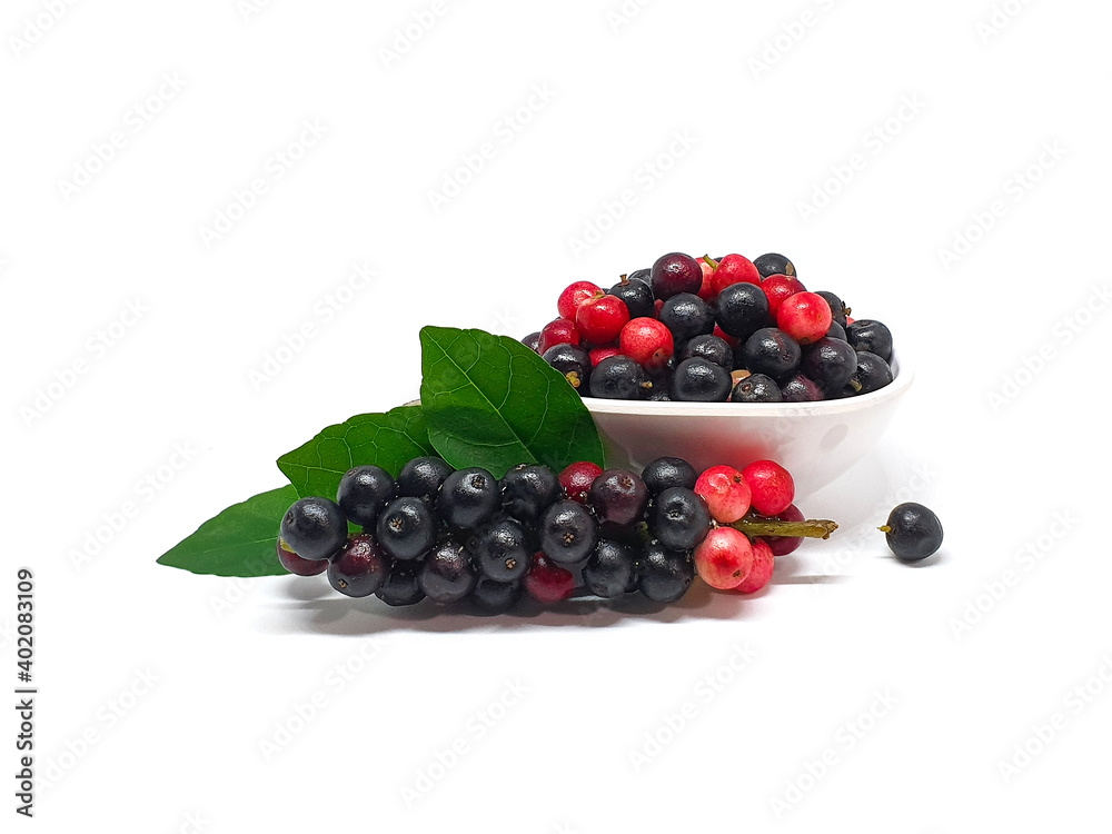 Closeup fresh Mak Mao or Thai Blueberry isolated on white background.Antidesma thwaitesianum.Mamao. Closeup fresh Mak Mao or Thai Blueberry isolated on white background.Antidesma thwaitesianum.Mamao.