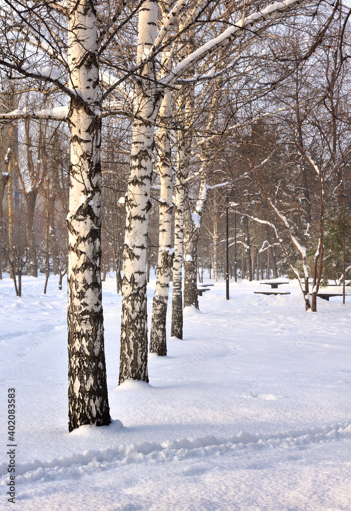 Birches in the winter Park. White tree trunks among drifts of blue snow in the square of Glory Birches in the winter Park. White tree trunks among drifts of blue snow in the square of Glory