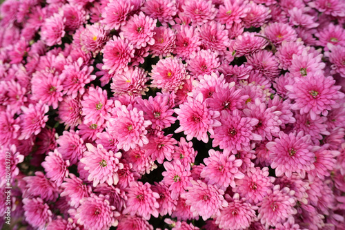 pink chrysanthemum flower
