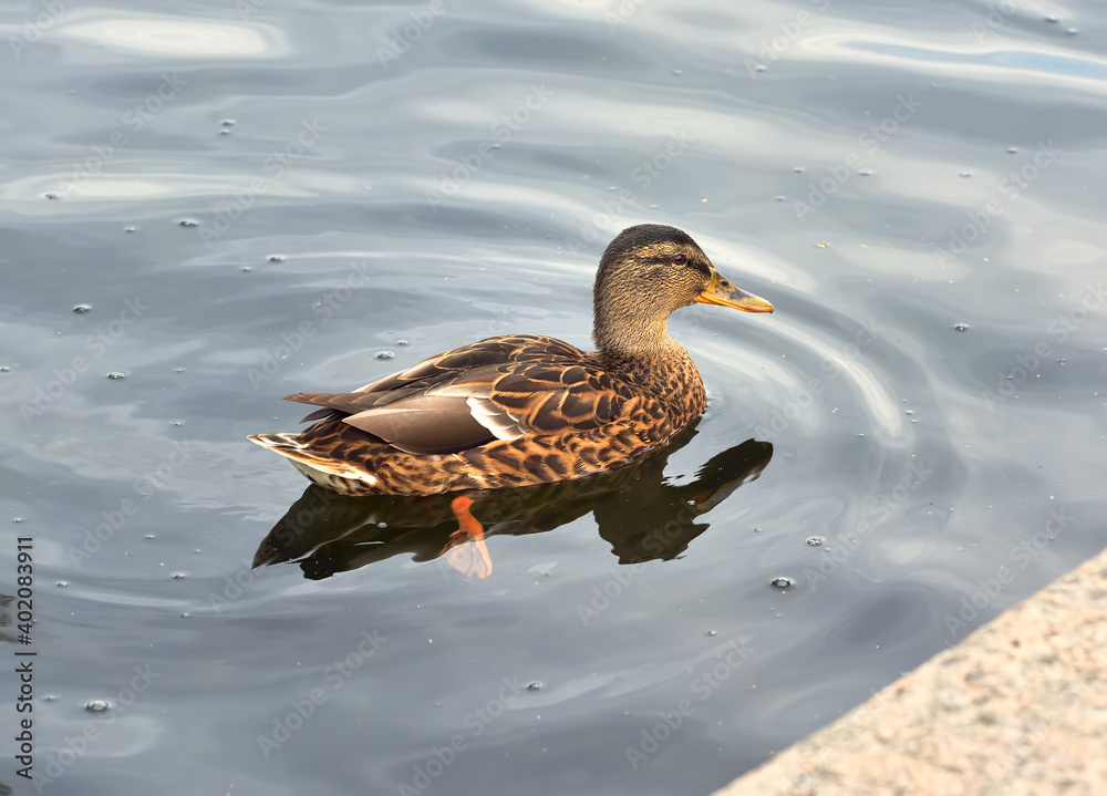 Fototapeta premium Mallard duck in the water. Wild bird swims on the lake