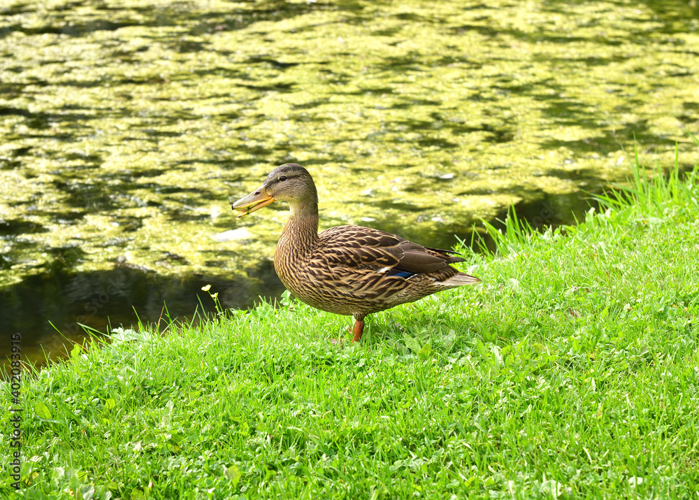 Mallard duck on the grass. A wild bird stands on the shore of a lake covered with aquatic vegetation Mallard duck on the grass. A wild bird stands on the shore of a lake covered with aquatic vegetation