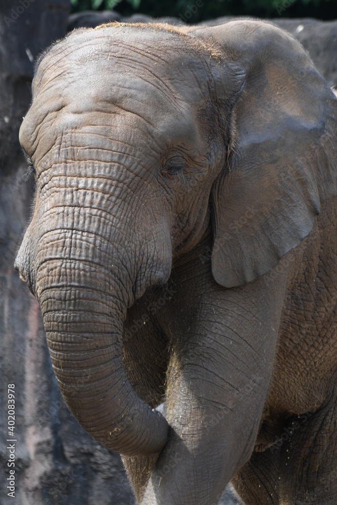 アフリカゾウ アフリカゾウ