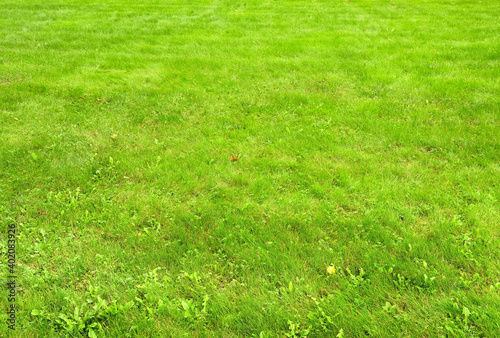 Green lawn. Cut grass texture for the background