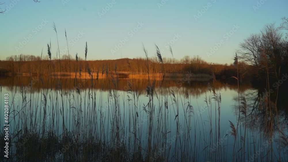Brush on the lake Brush on the lake