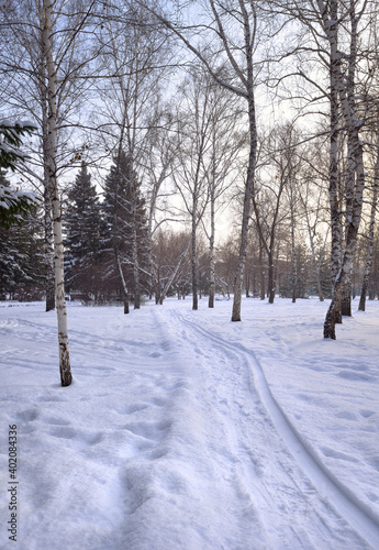 A path in the winter Park. Birches and ski tracks in the snow in the Park " Slava"
