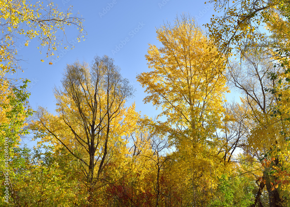 Autumn trees against the blue sky. Crowns and branches covered with Golden leaves