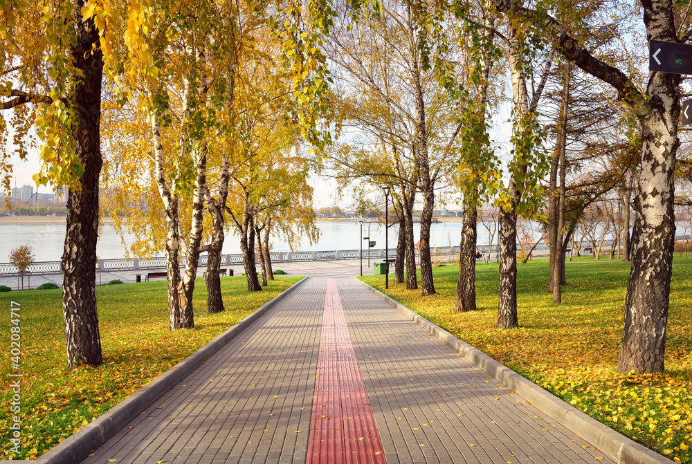 Fototapeta premium Alley on the Ob river embankment. Birch trunks with autumn foliage along the pedestrian path leading to the river Bank
