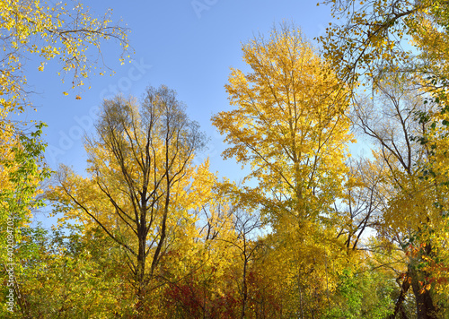 Autumn trees against the blue sky. Crowns and branches covered with Golden leaves