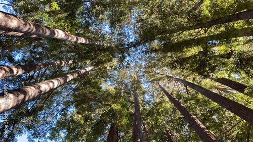 Redwood trees from below, looking up