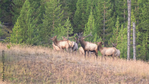 bull elk and cows on a hill at hayden valley in yellowstone national park