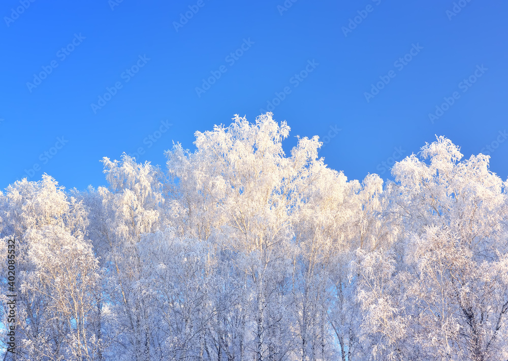 Winter trees. Branches covered with thick frost against a clear blue sky Winter trees. Branches covered with thick frost against a clear blue sky