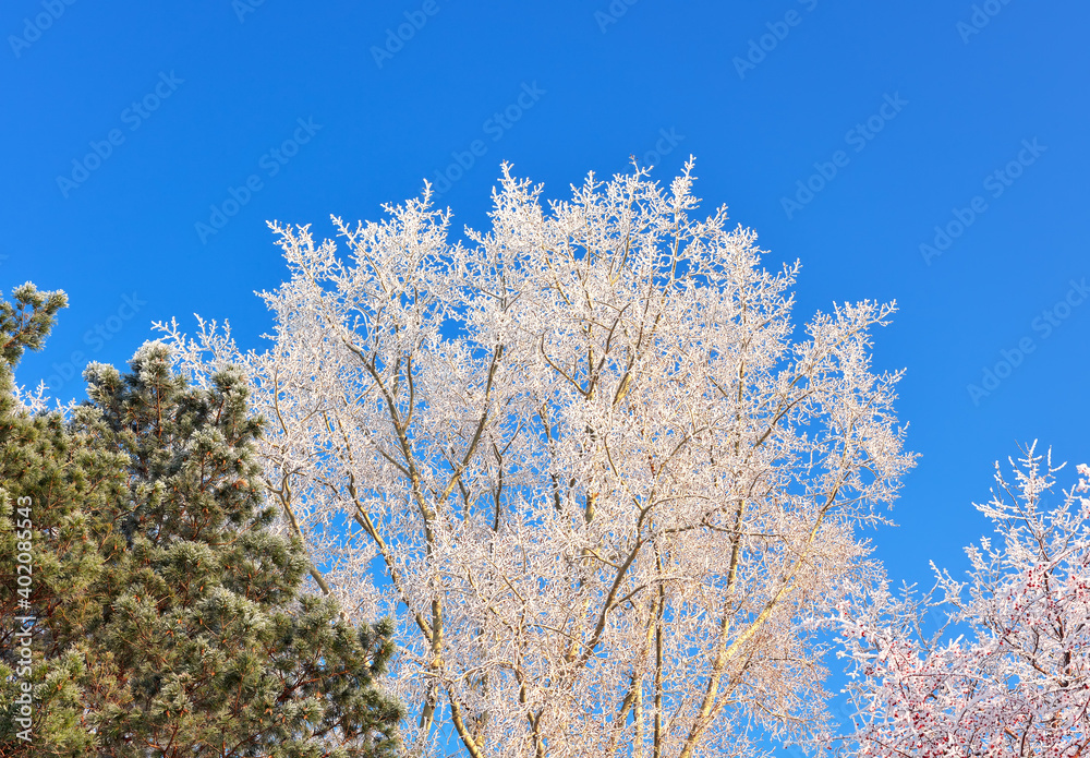 Crowns of winter trees. Birch and pine branches covered with frost against the blue sky