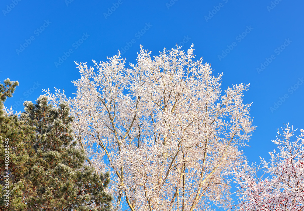 Crowns of winter trees. Birch and pine branches covered with frost against the blue sky Crowns of winter trees. Birch and pine branches covered with frost against the blue sky
