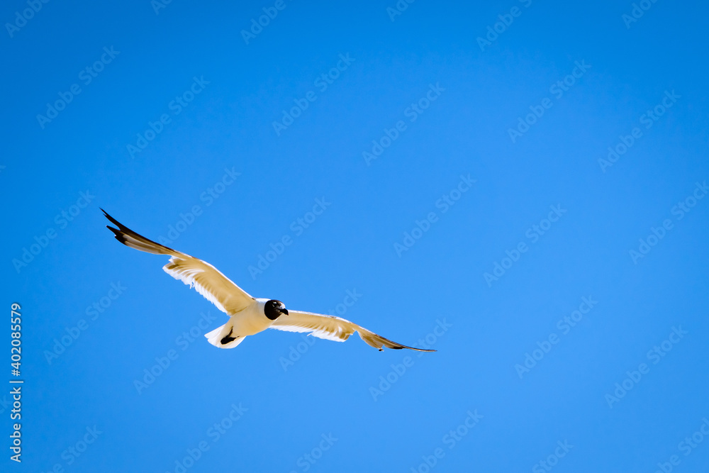 Obraz premium seagull in flight