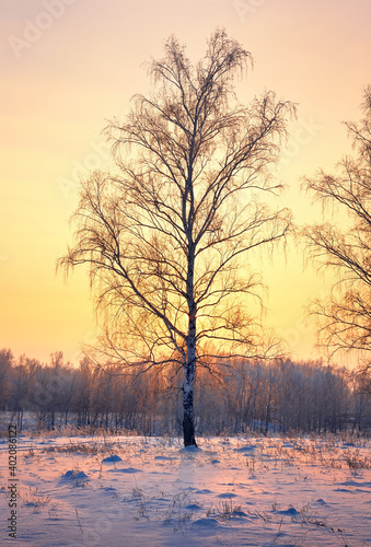 Winter evening in the suburbs. Snow glade in a birch grove, roofs of rural houses in the distance © ArhSib