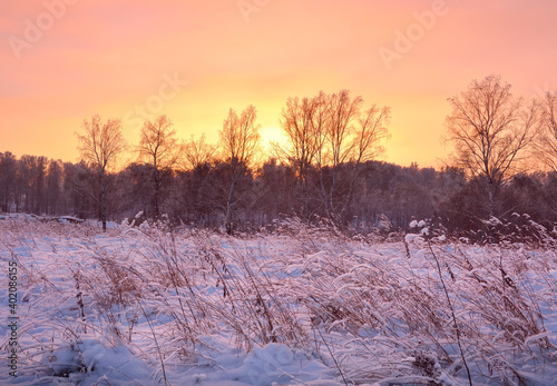 Dawn over a winter field. Dry grass and trees in blue snow, rising sun