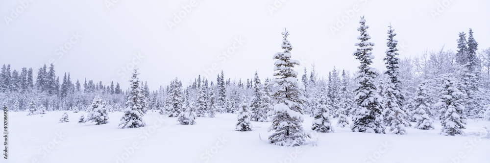 A panorama view of snowy winter landscape in northern Canada in December, cold freezing, icy months. Snow covered spruce, pine trees in open land, wilderness, woods, forest. 