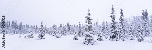 A panorama view of snowy winter landscape in northern Canada in December, cold freezing, icy months. Snow covered spruce, pine trees in open land, wilderness, woods, forest. 