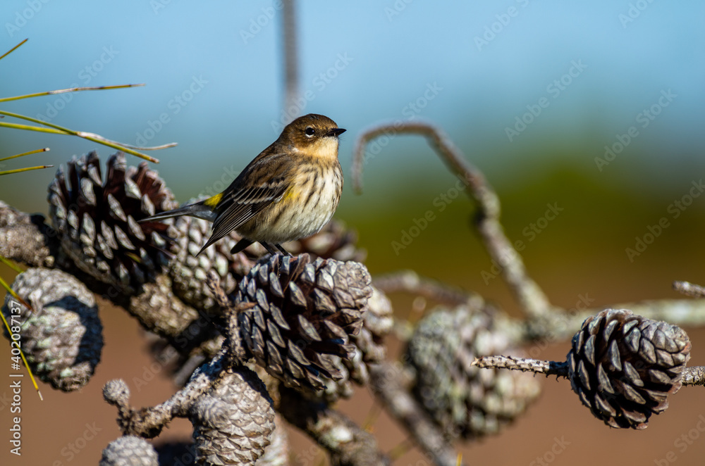 Obraz premium Yellow-rumped warbler on Pine Cone looking right