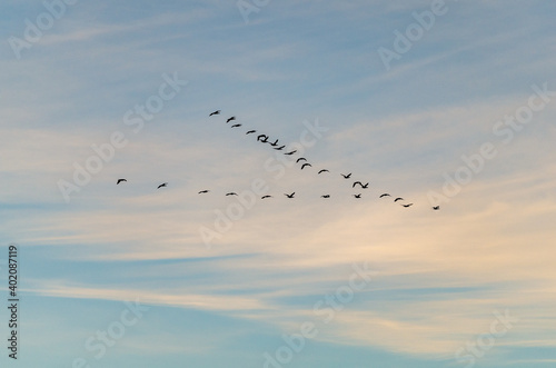 Birds Flying in a V Formation
