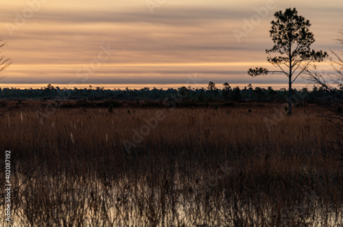 Fototapeta Naklejka Na Ścianę i Meble -  Early Morning Skies in Wetlands