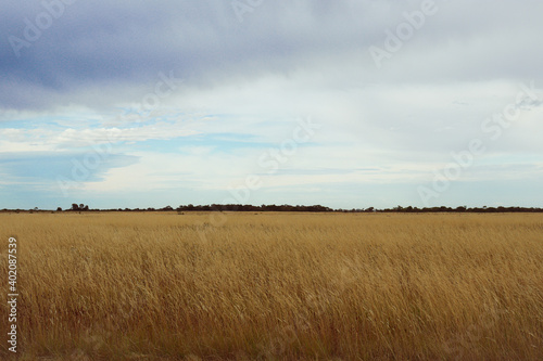 field of long grass