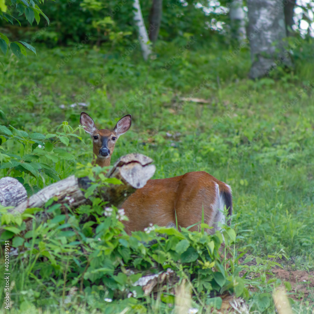 Fototapeta premium White-tailed Doe (Odocoileus virginianus) during summer.Selective focus, background blur 