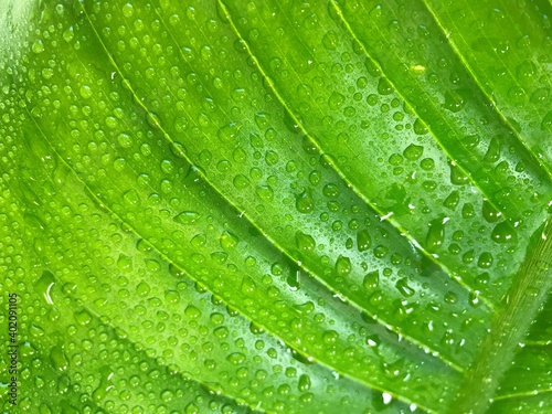 Photo of green leaves with rain on the leaves   