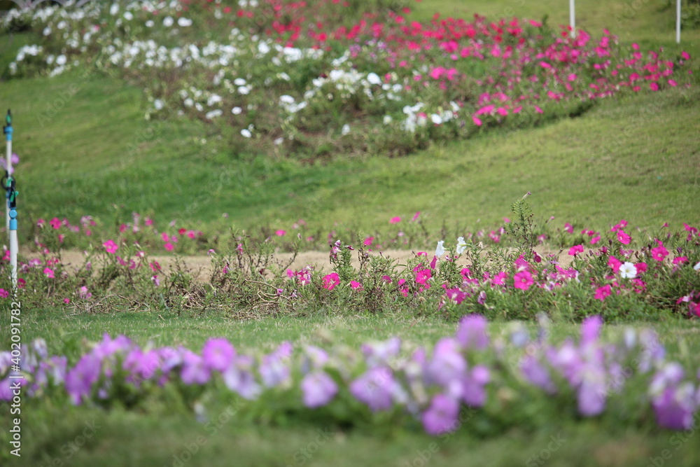 A collection of blooming flowers line the beautiful hillside tourism park of the city A collection of blooming flowers line the beautiful hillside tourism park of the city