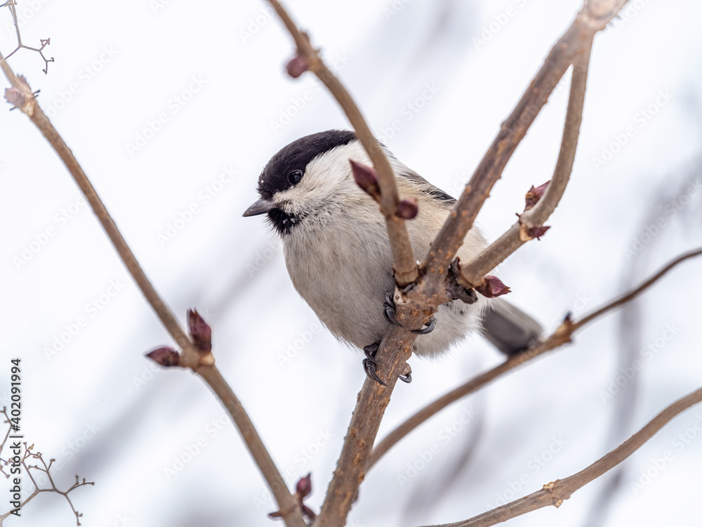 Cute bird the willow tit, song bird sitting on a branch without leaves in the winter. Cute bird the willow tit, song bird sitting on a branch without leaves in the winter.