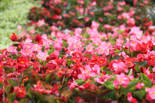 A collection of red, pink flowers blooming in the beautiful hillside tourist park of the city