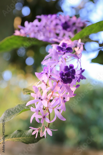 Purple wreath, Sandpaper vine, Queen's wreath as background